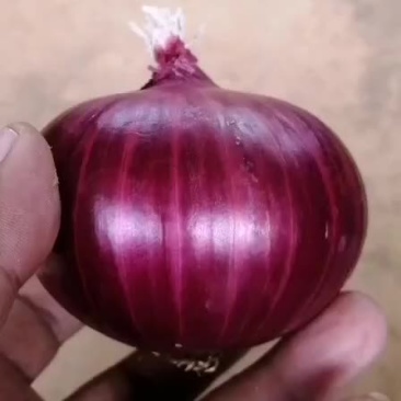 紫皮洋葱