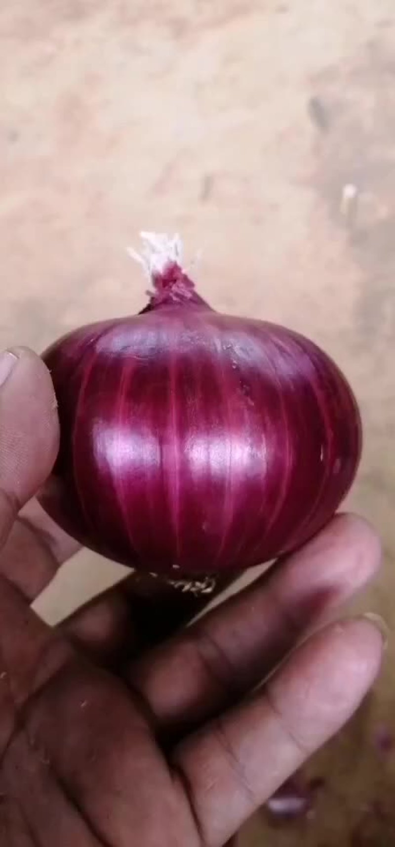 紫皮洋葱
