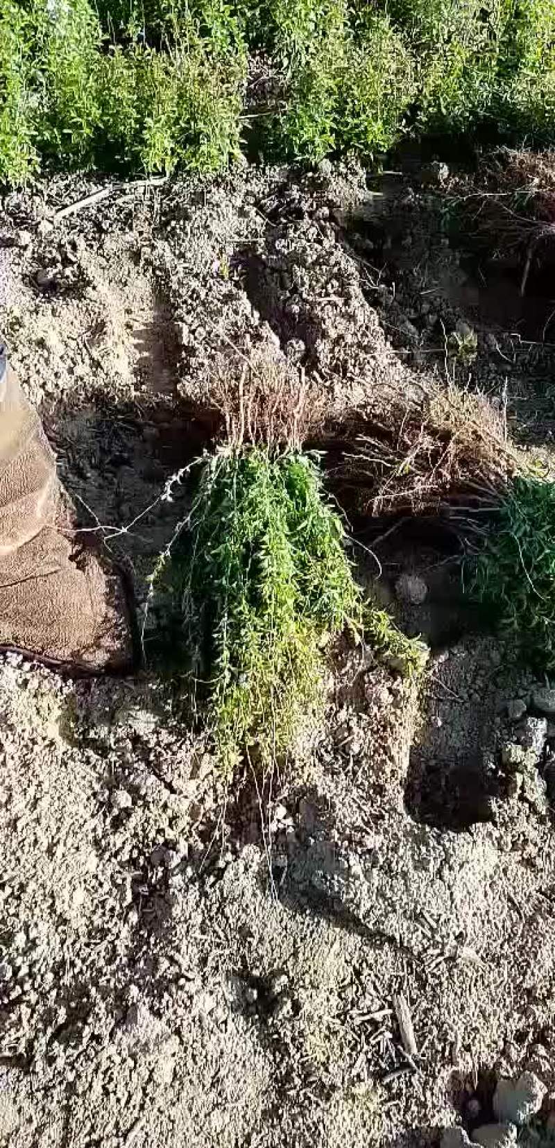 高钙农大钙果苗