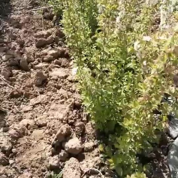 高钙农大钙果苗