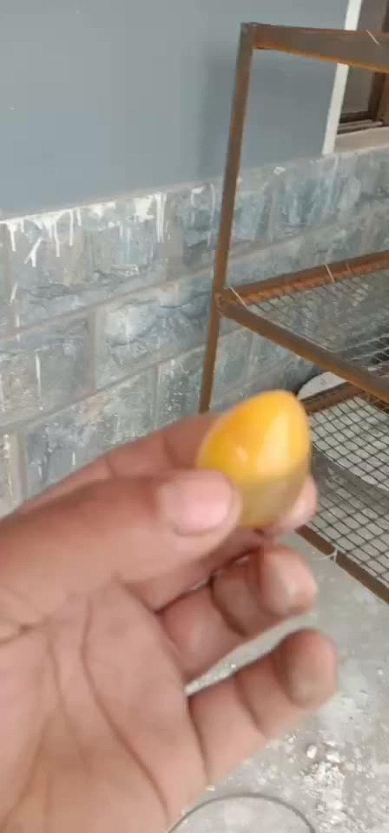 变蛋