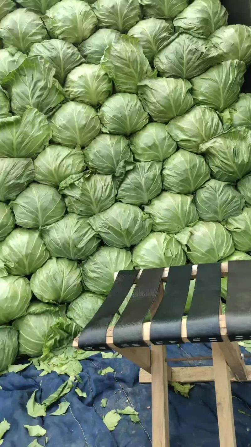 精品甘蓝