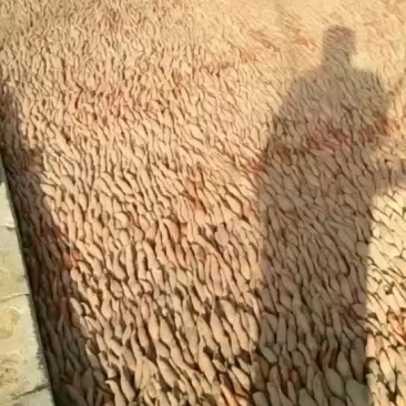 红薯苗早峰，烟薯二十五，西瓜红