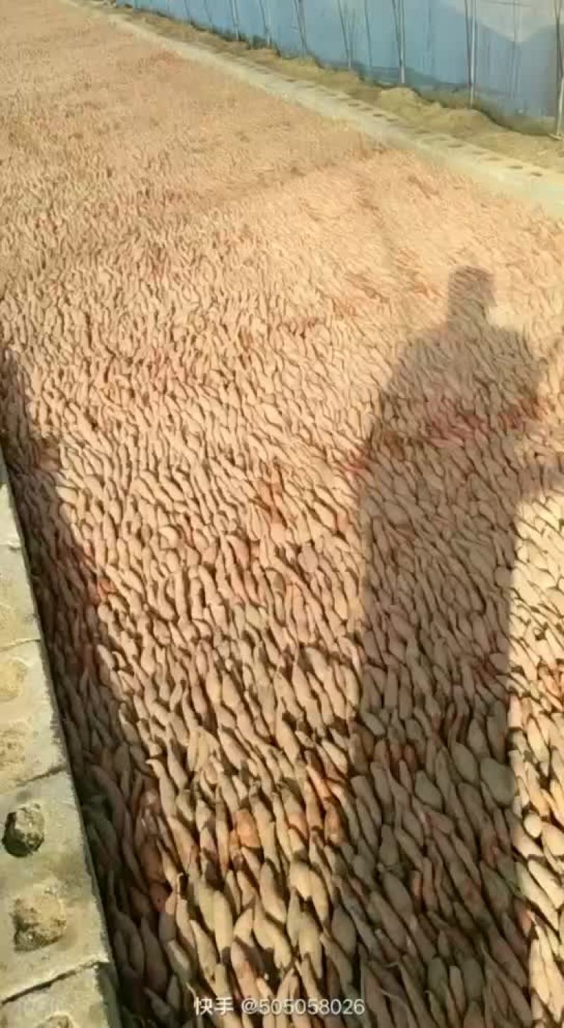 红薯苗早峰，烟薯二十五，西瓜红