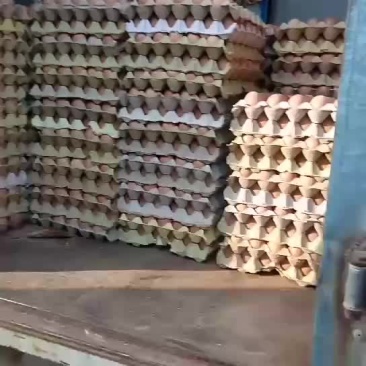 活珠子