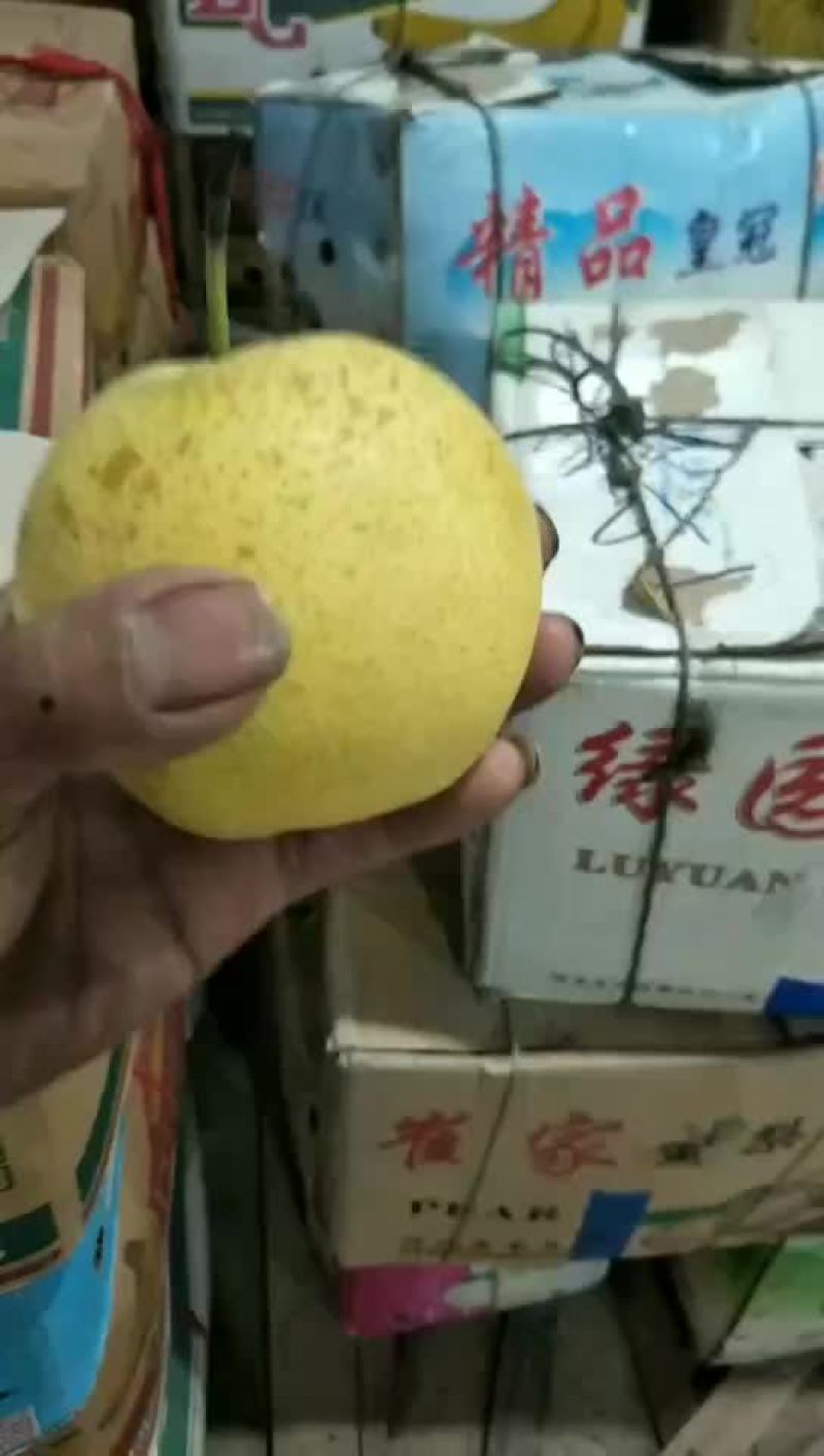 北镇特产皇冠梨口感好糖度高