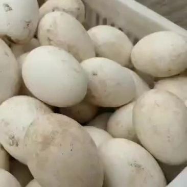 鲜鹅蛋