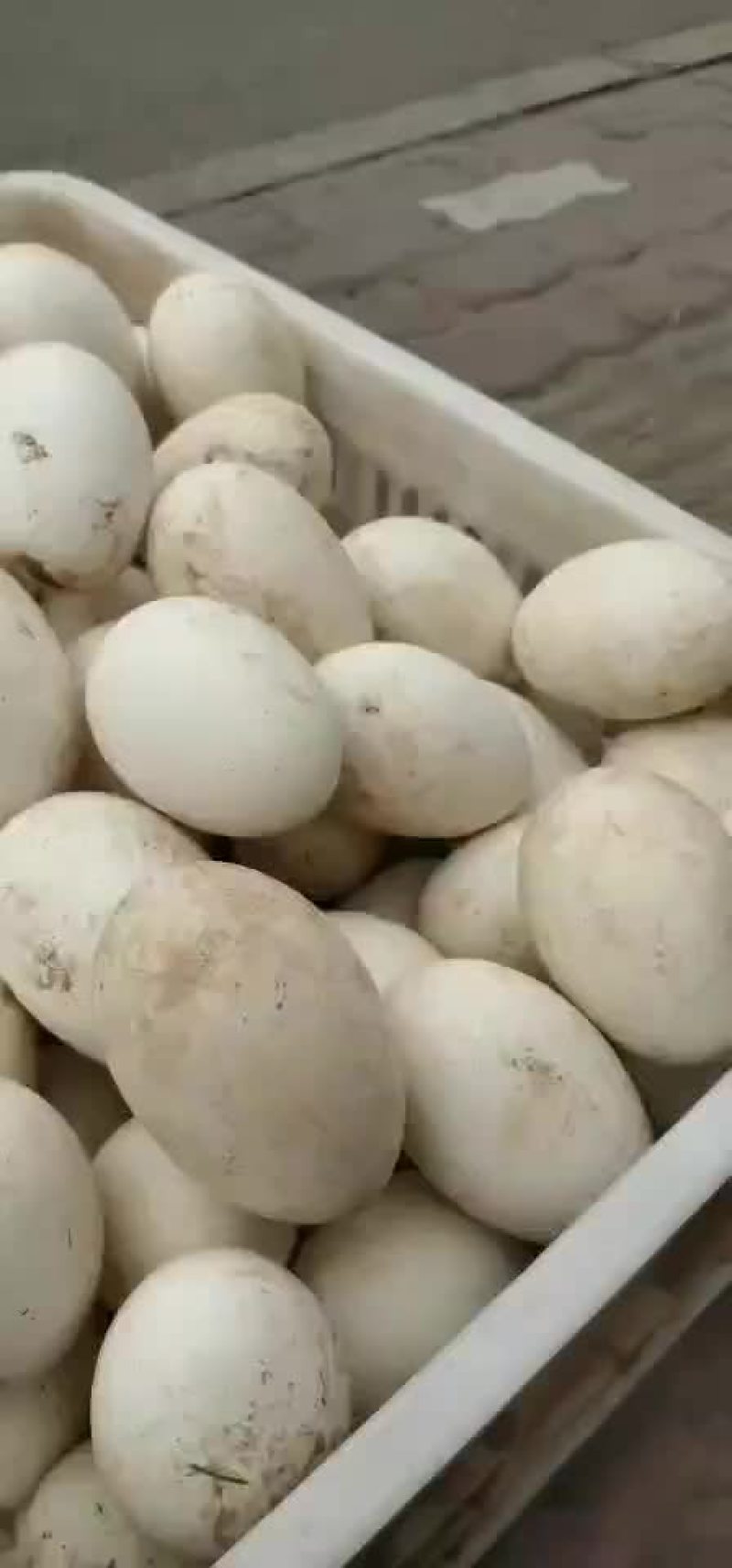 鲜鹅蛋