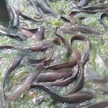 鲶鱼