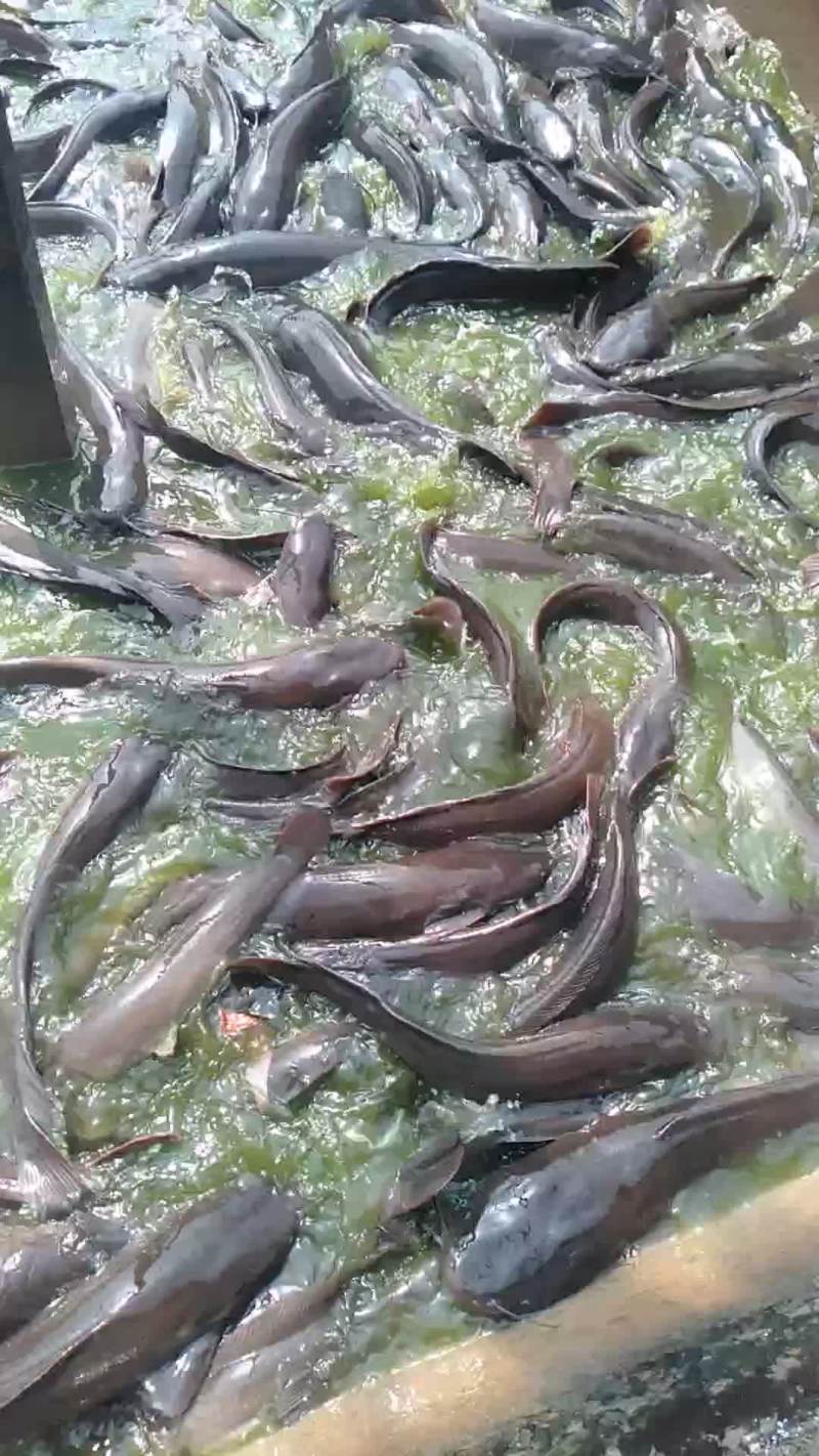 鲶鱼