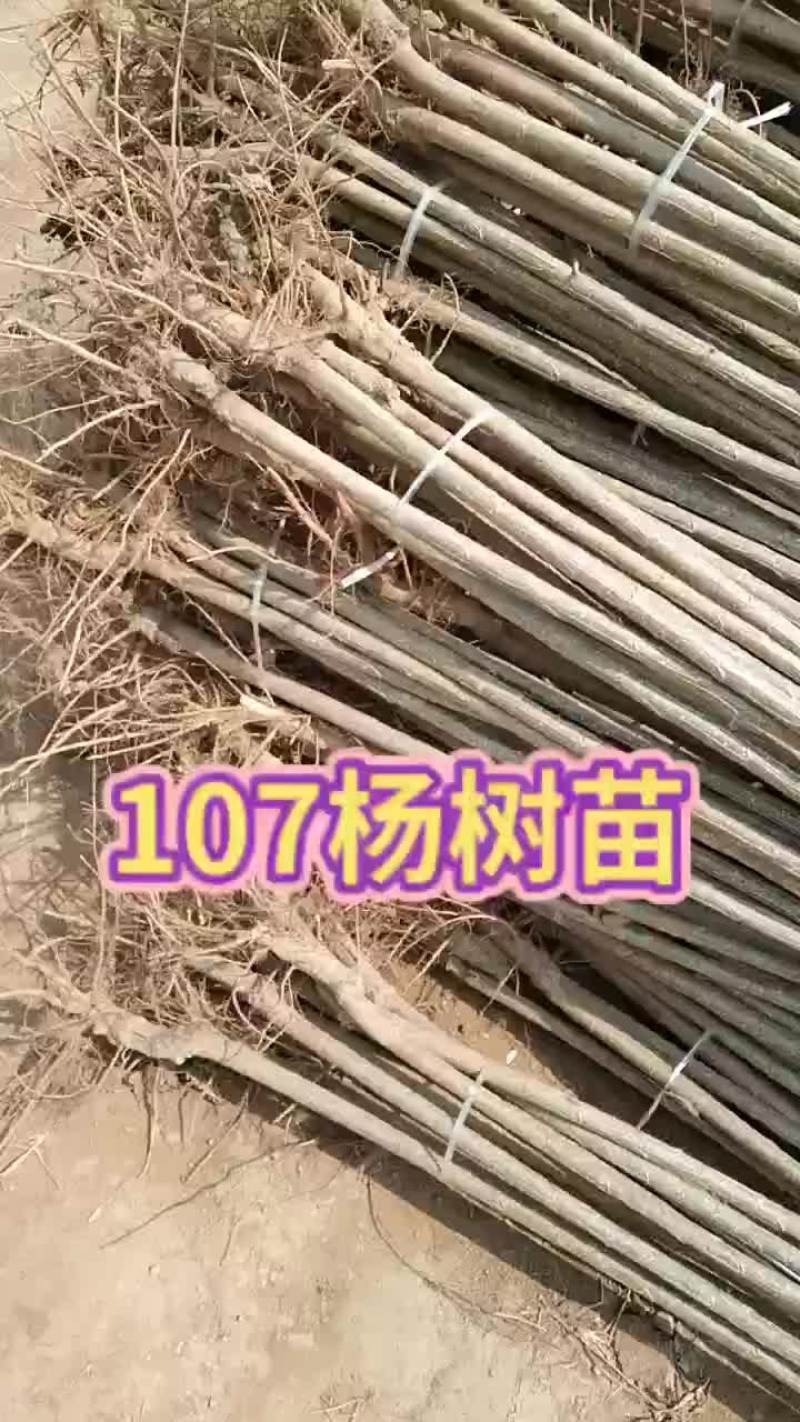 107杨树苗基地107杨树苗