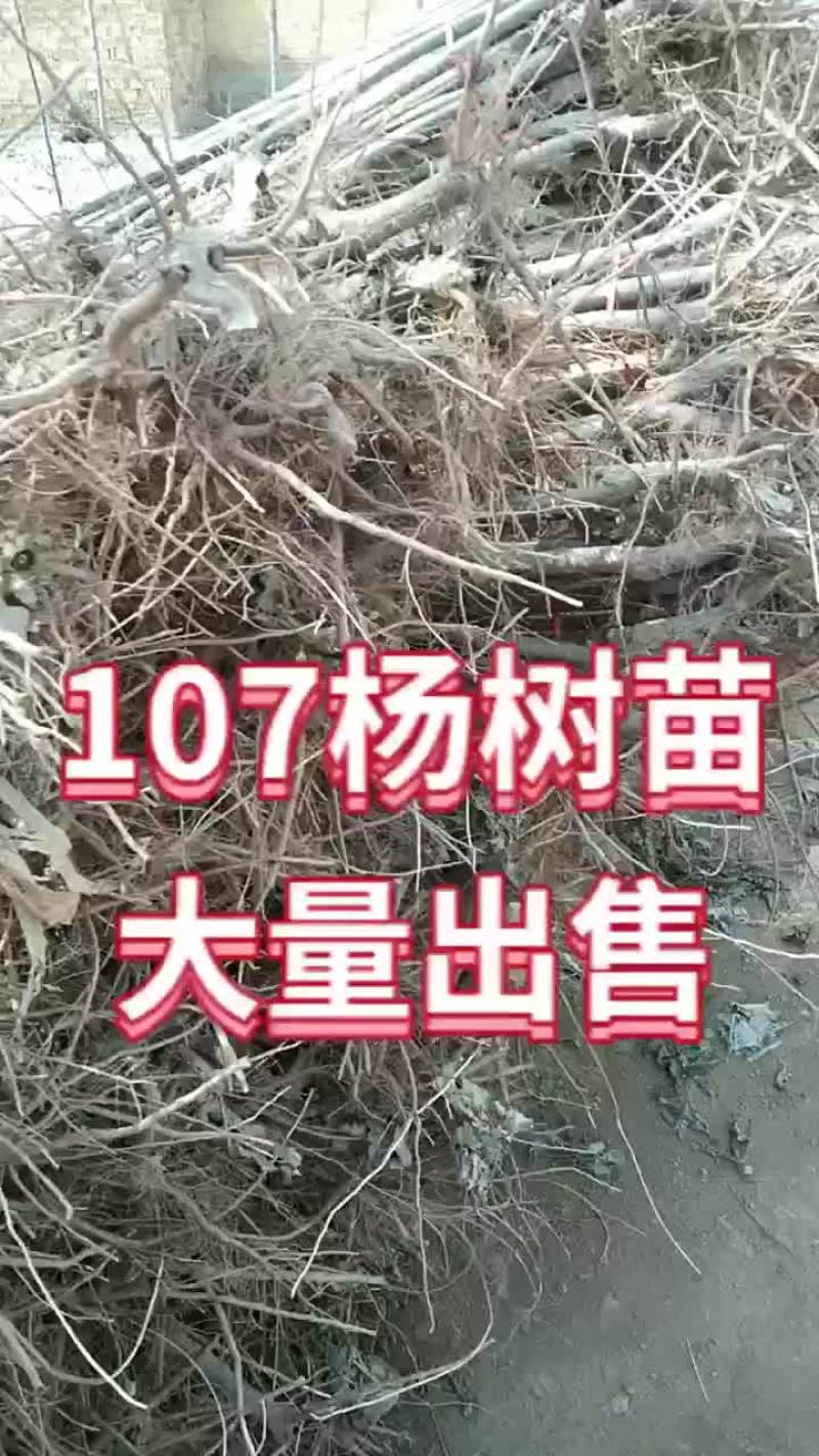 107杨树苗基地107杨树苗