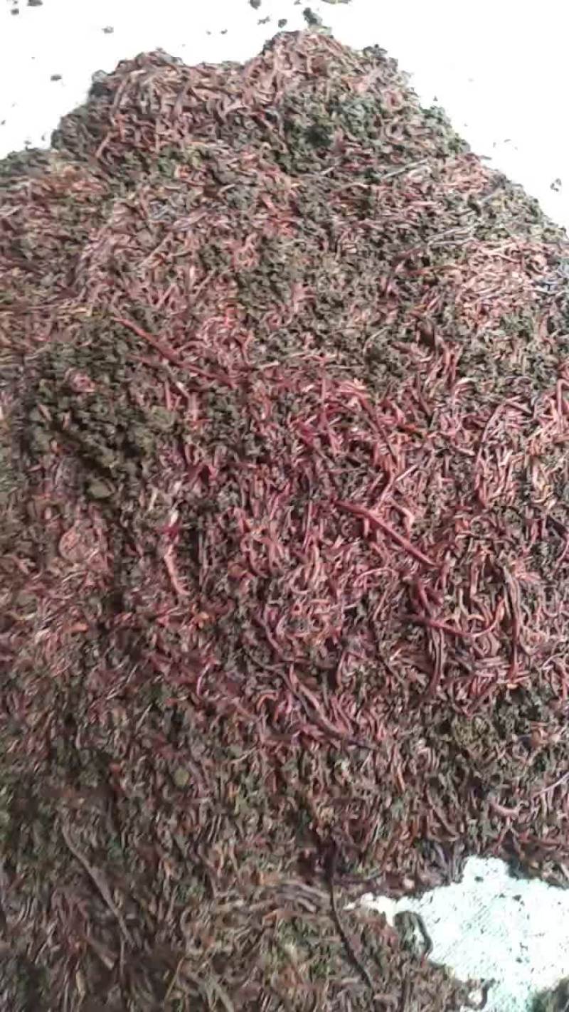 蚯蚓