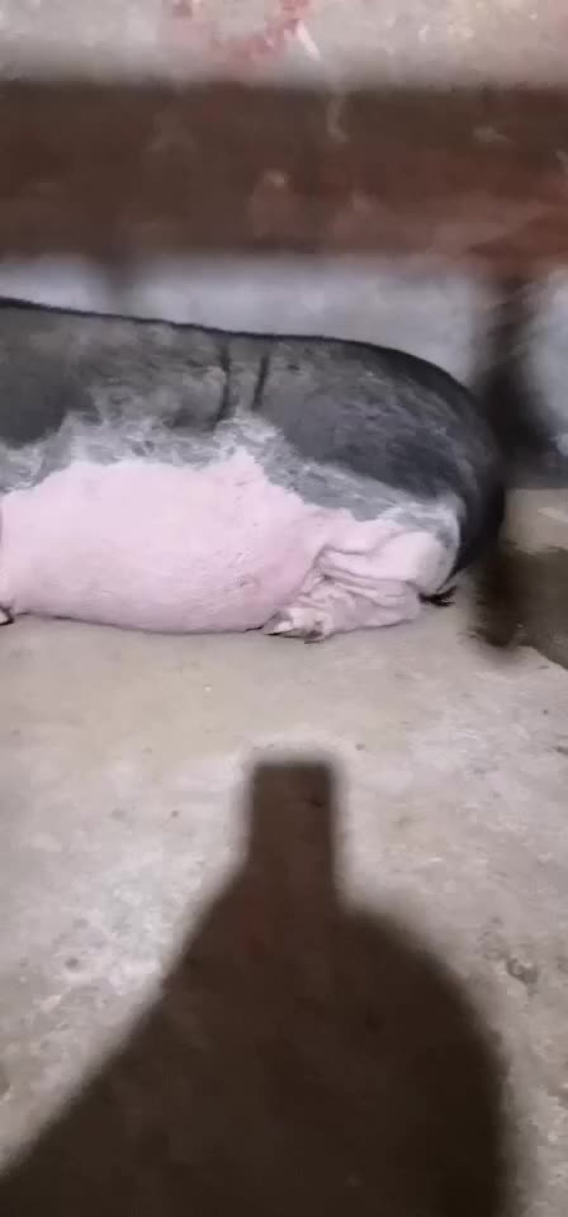 仔猪