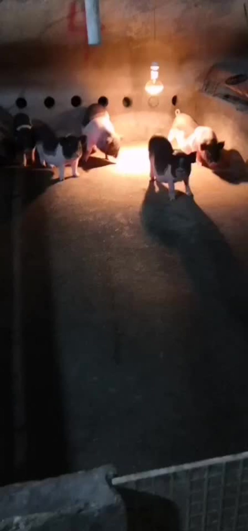 仔猪