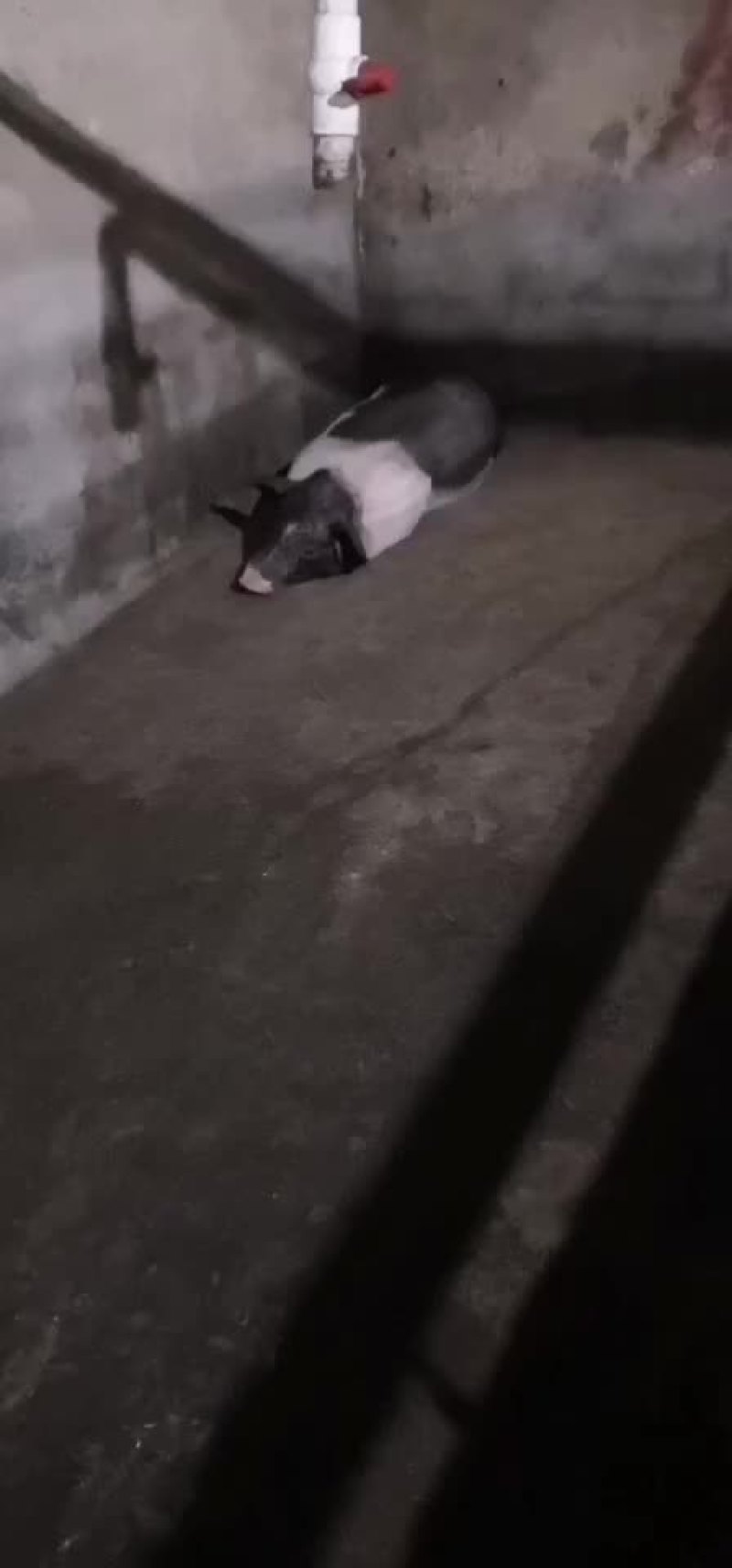 仔猪