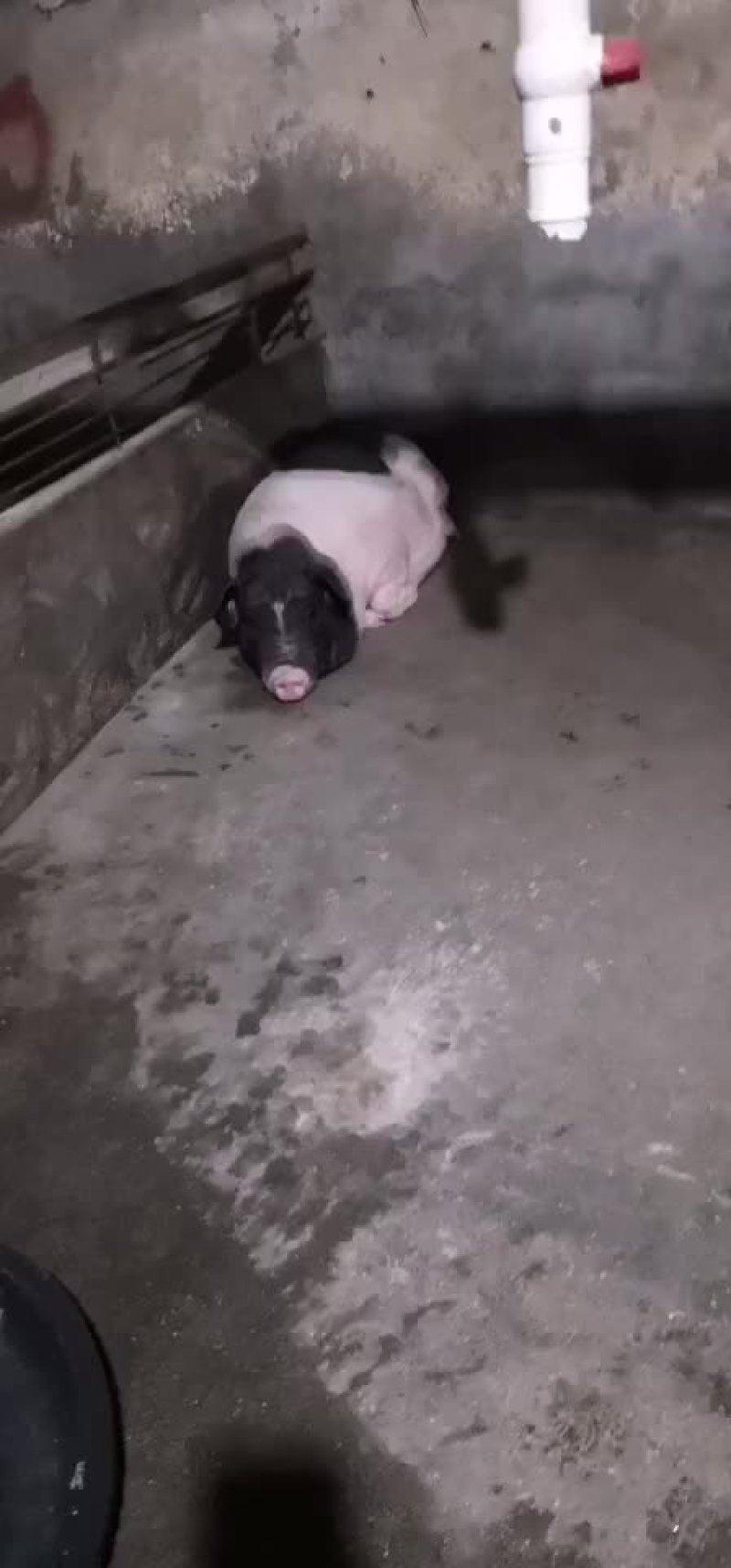 仔猪