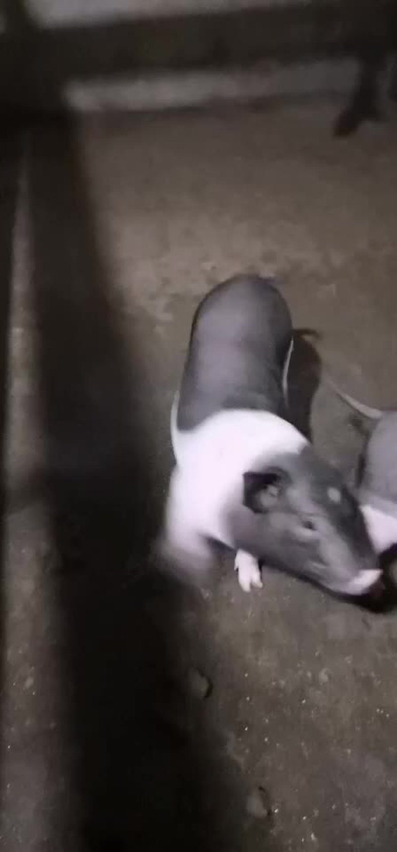 仔猪