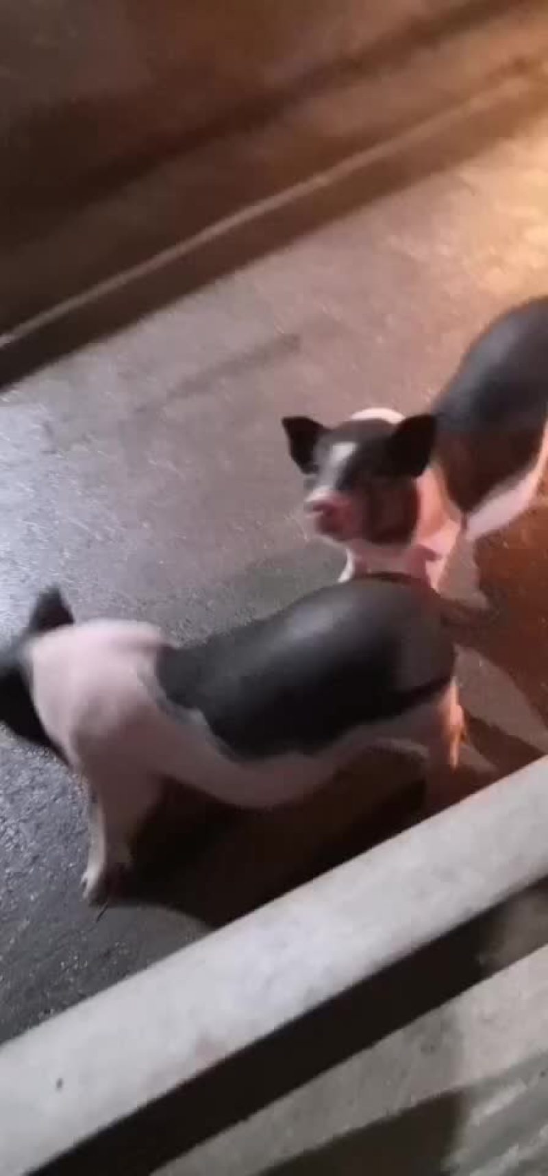仔猪
