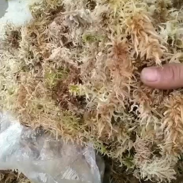 水苔