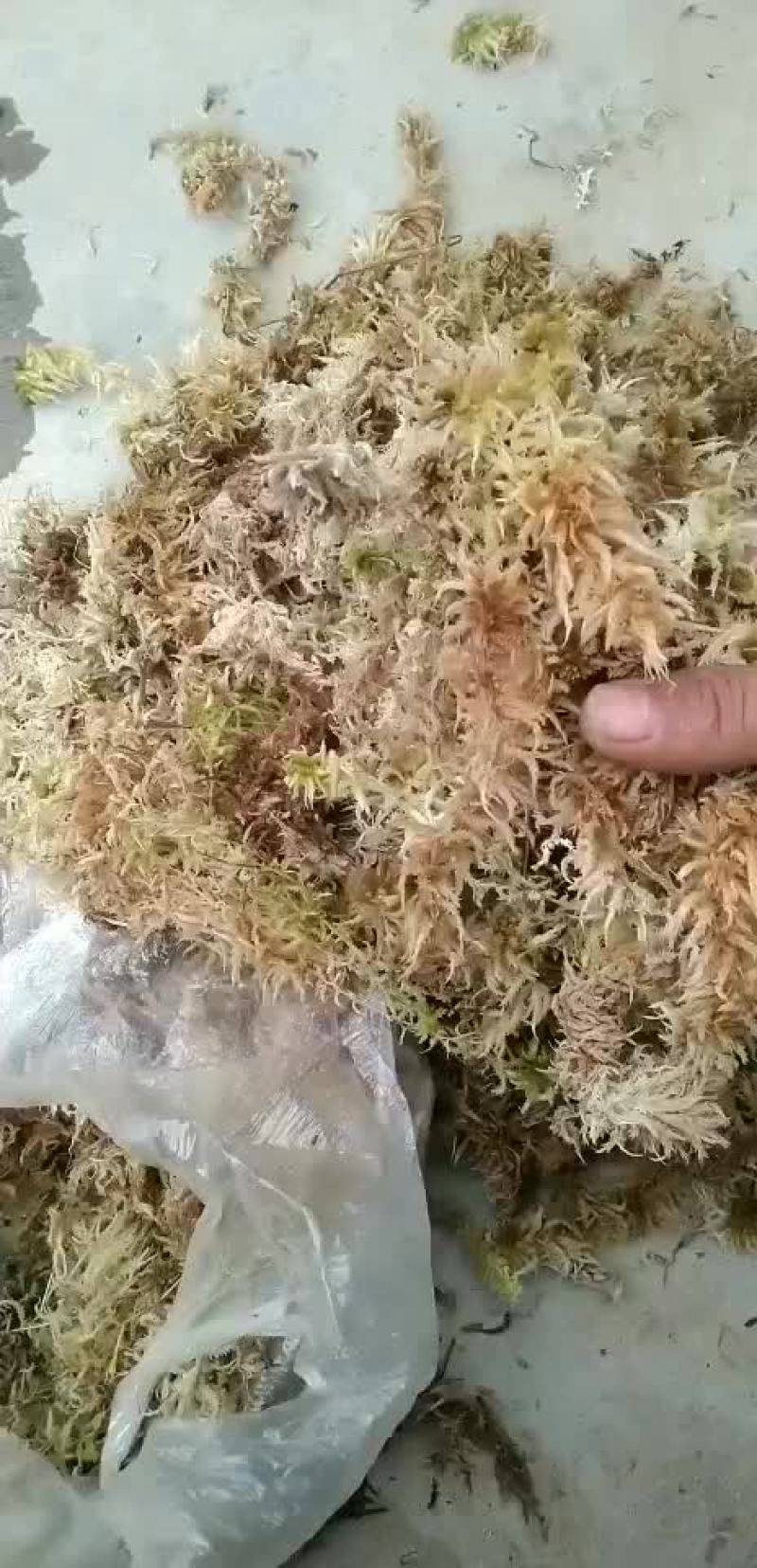 水苔