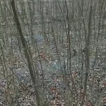 无刺花椒苗