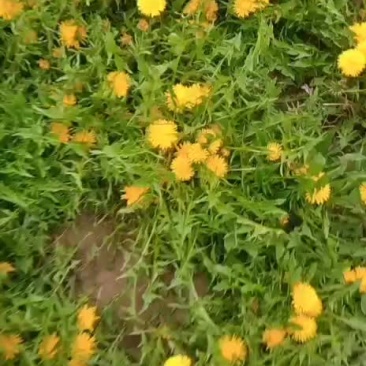 蒲公英炕货全棵