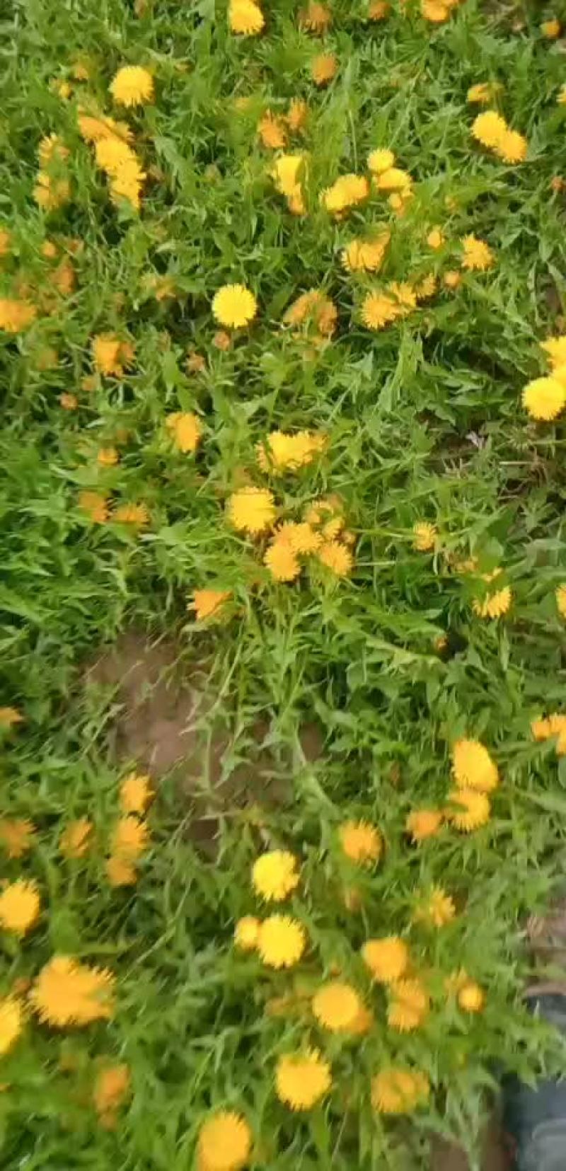 蒲公英炕货全棵