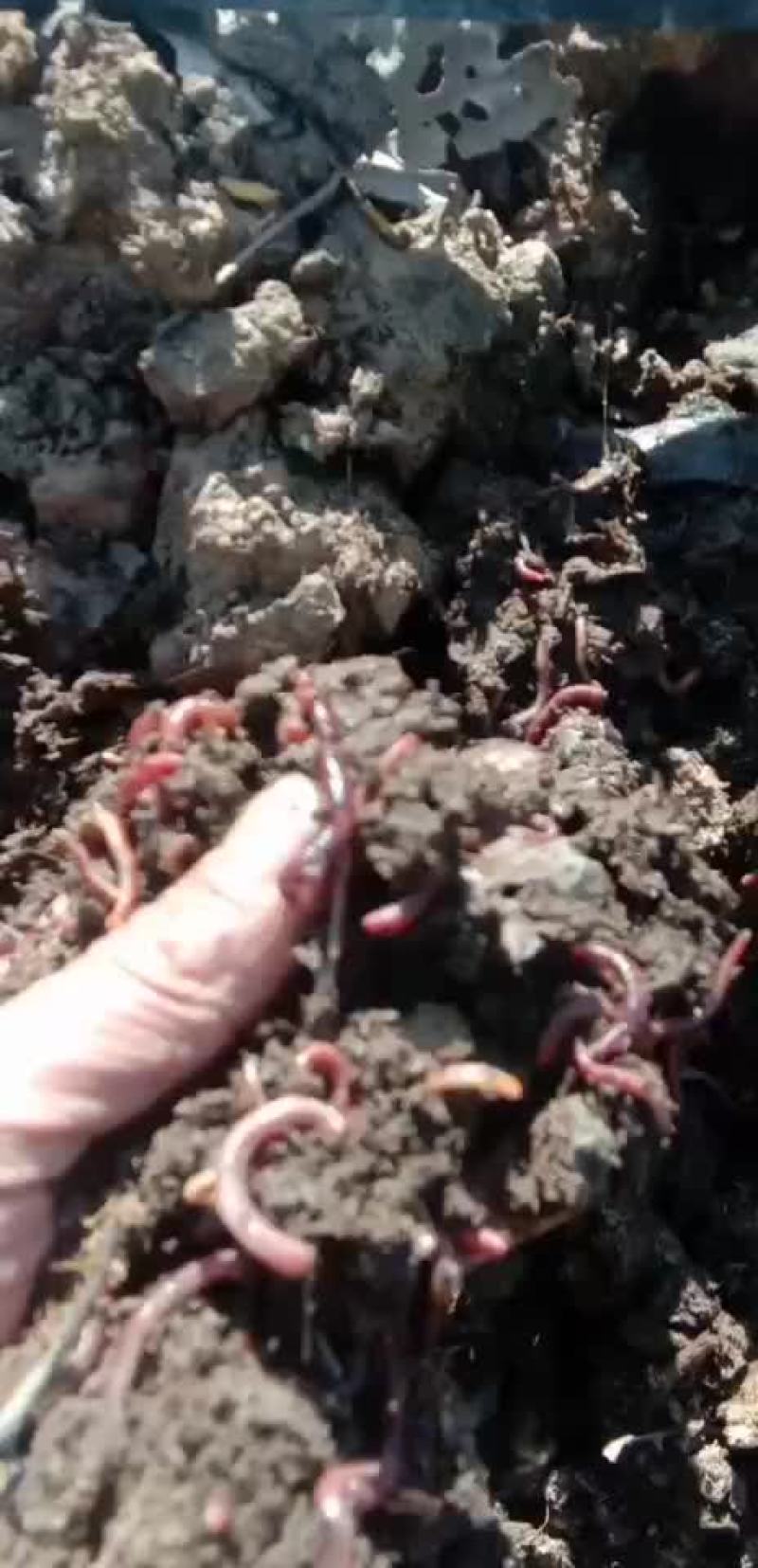 蚯蚓