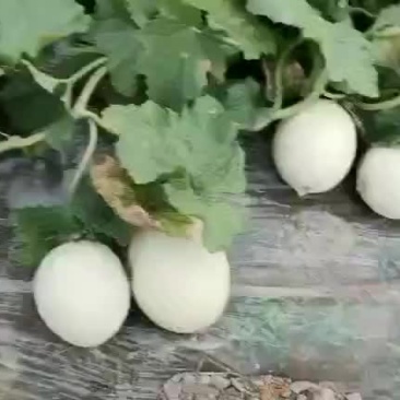 玉姑