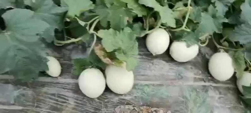 玉姑