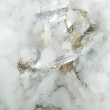 水产刀鱼，河虾，小黄鱼等淡水鱼