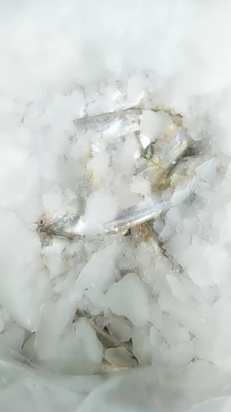 水产刀鱼，河虾，小黄鱼等淡水鱼