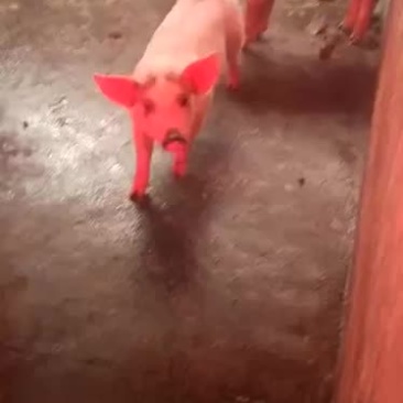 三杂猪