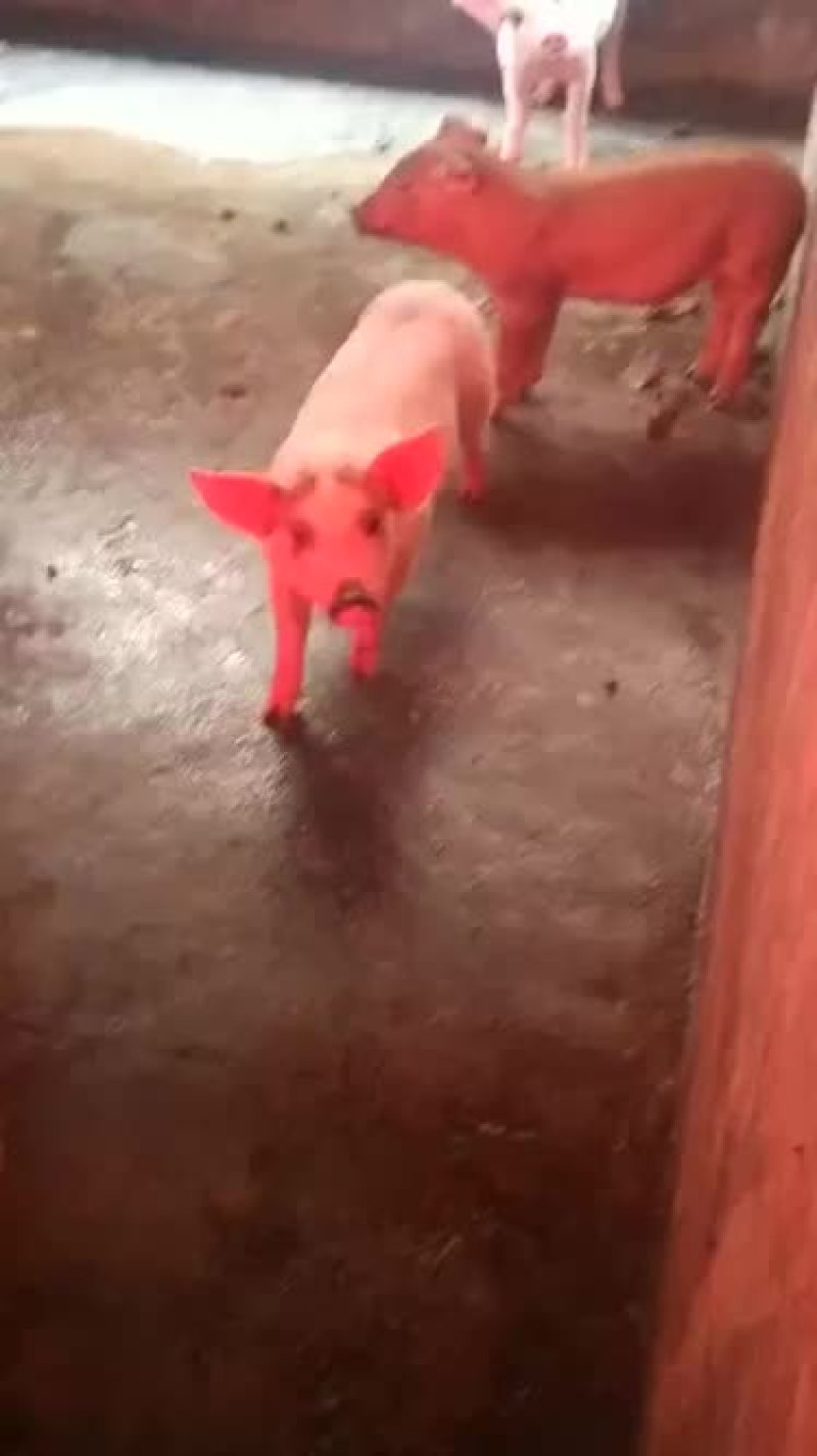 三杂猪