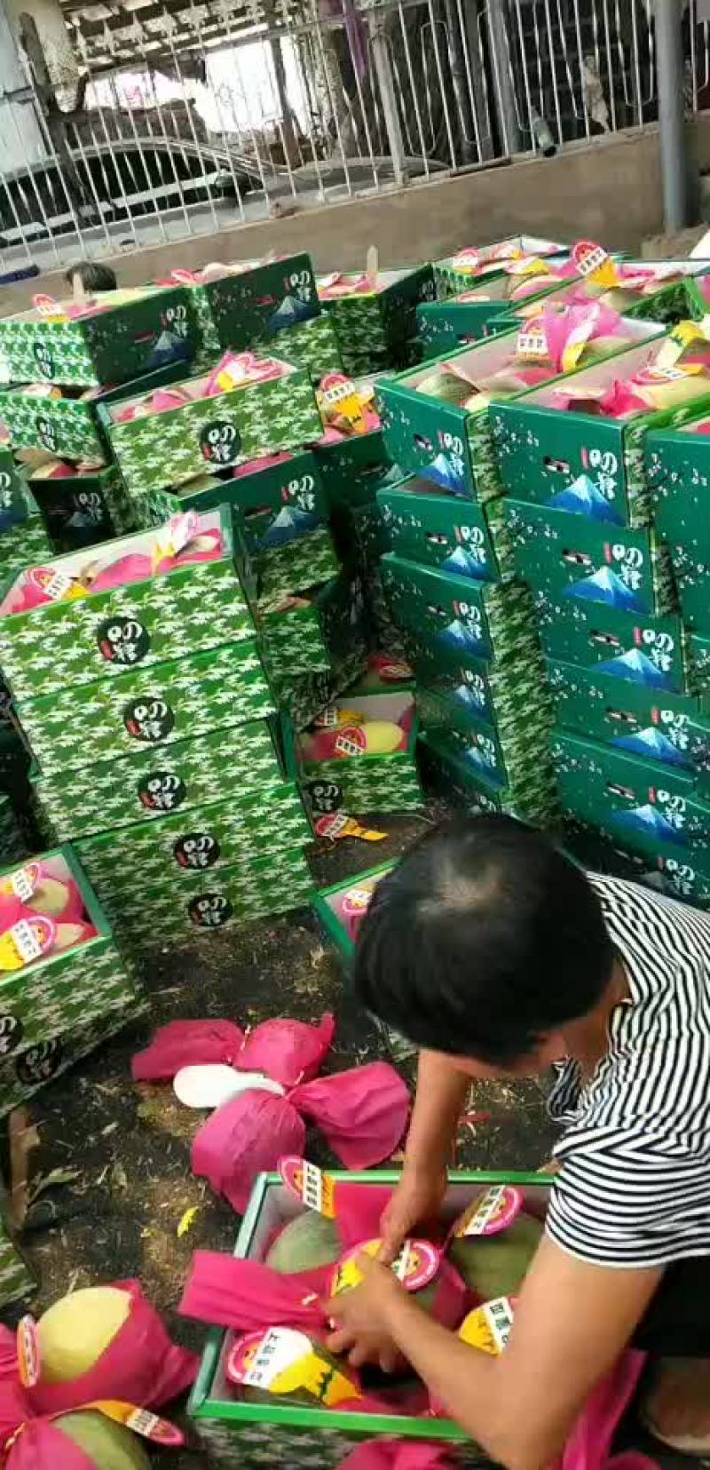 甜瓜甜瓜，香瓜之乡，产地大量直供各个批发市场，电商