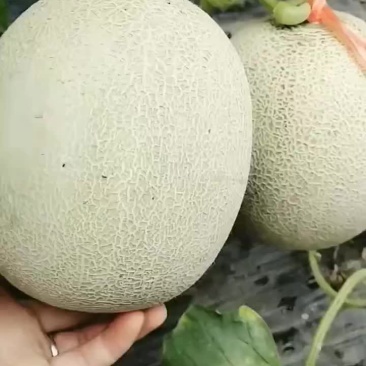鲁厚甜1号