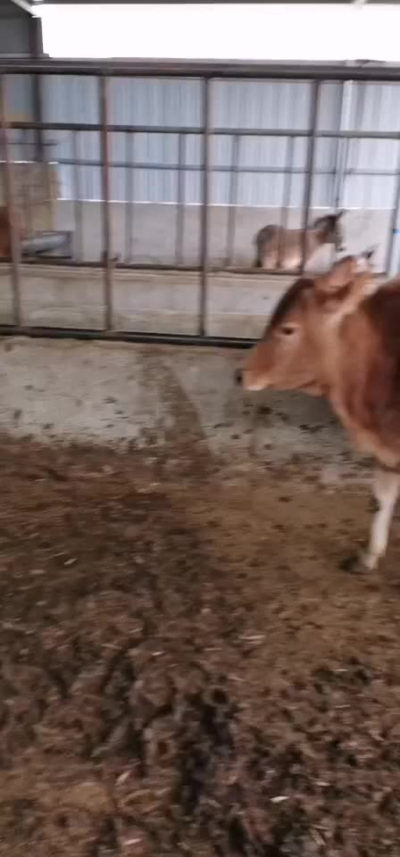 牛犊土黄牛小土牛西门达尔牛马出售