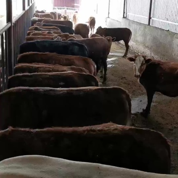 牛犊土黄牛小土牛西门达尔牛马出售