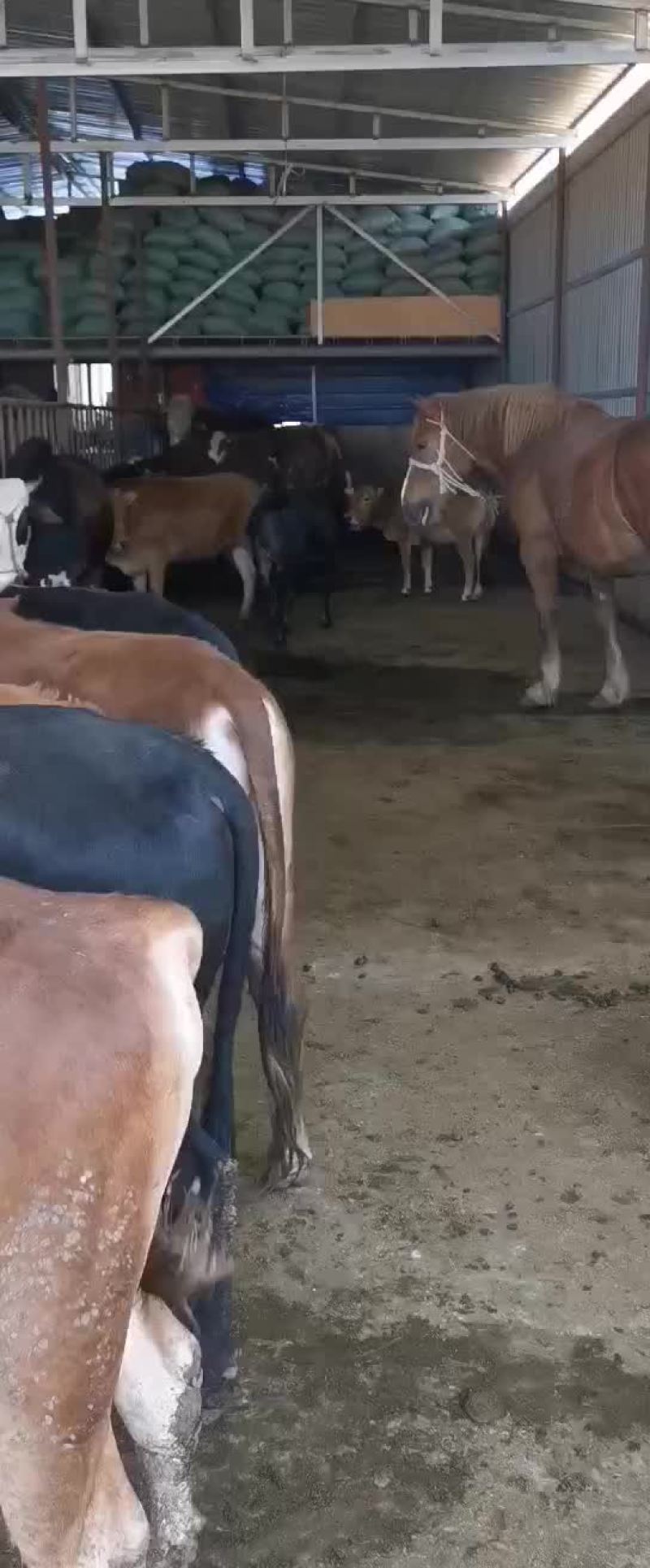 牛犊土黄牛小土牛西门达尔牛马出售