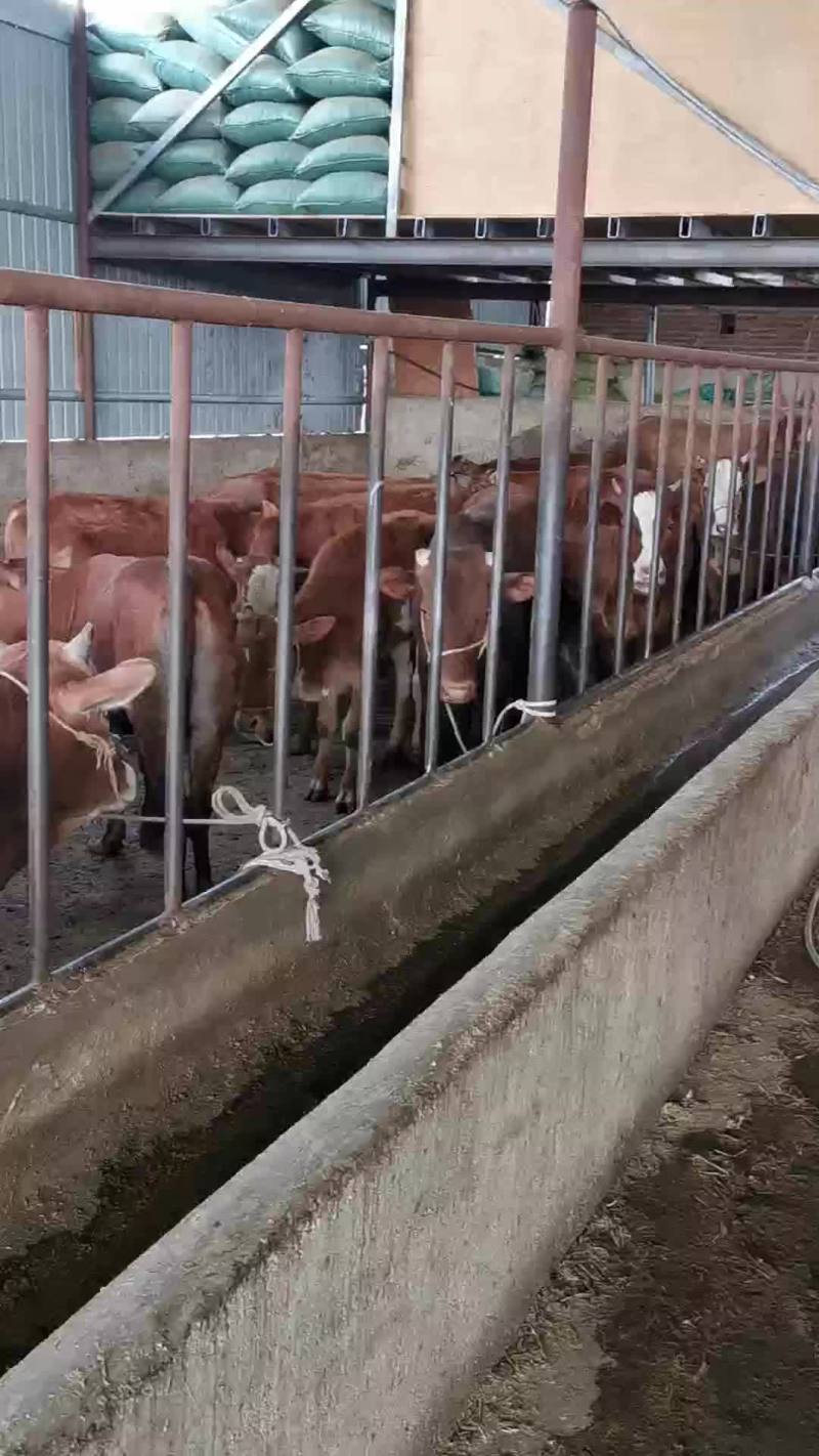 牛犊土黄牛小土牛西门达尔牛马出售