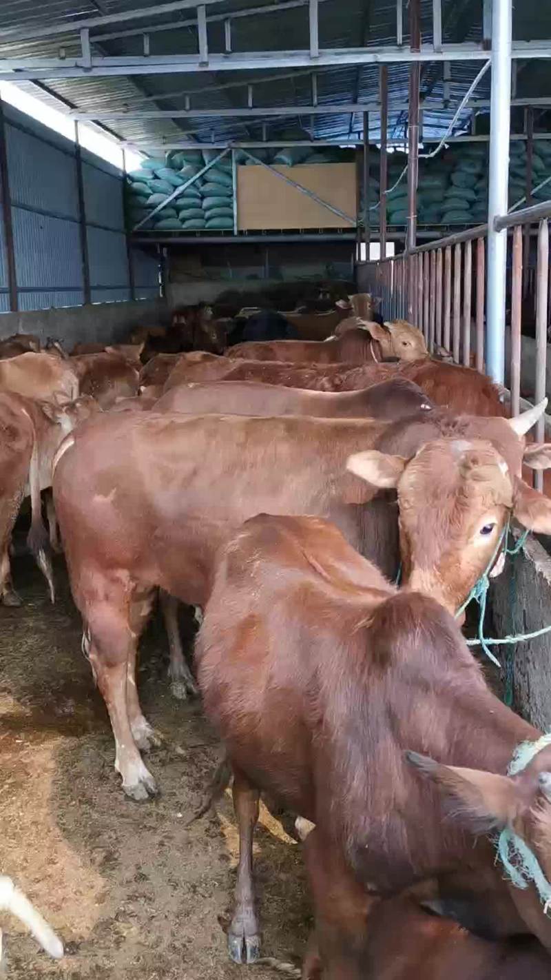 牛犊土黄牛小土牛西门达尔牛马出售