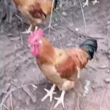 灵土鸡