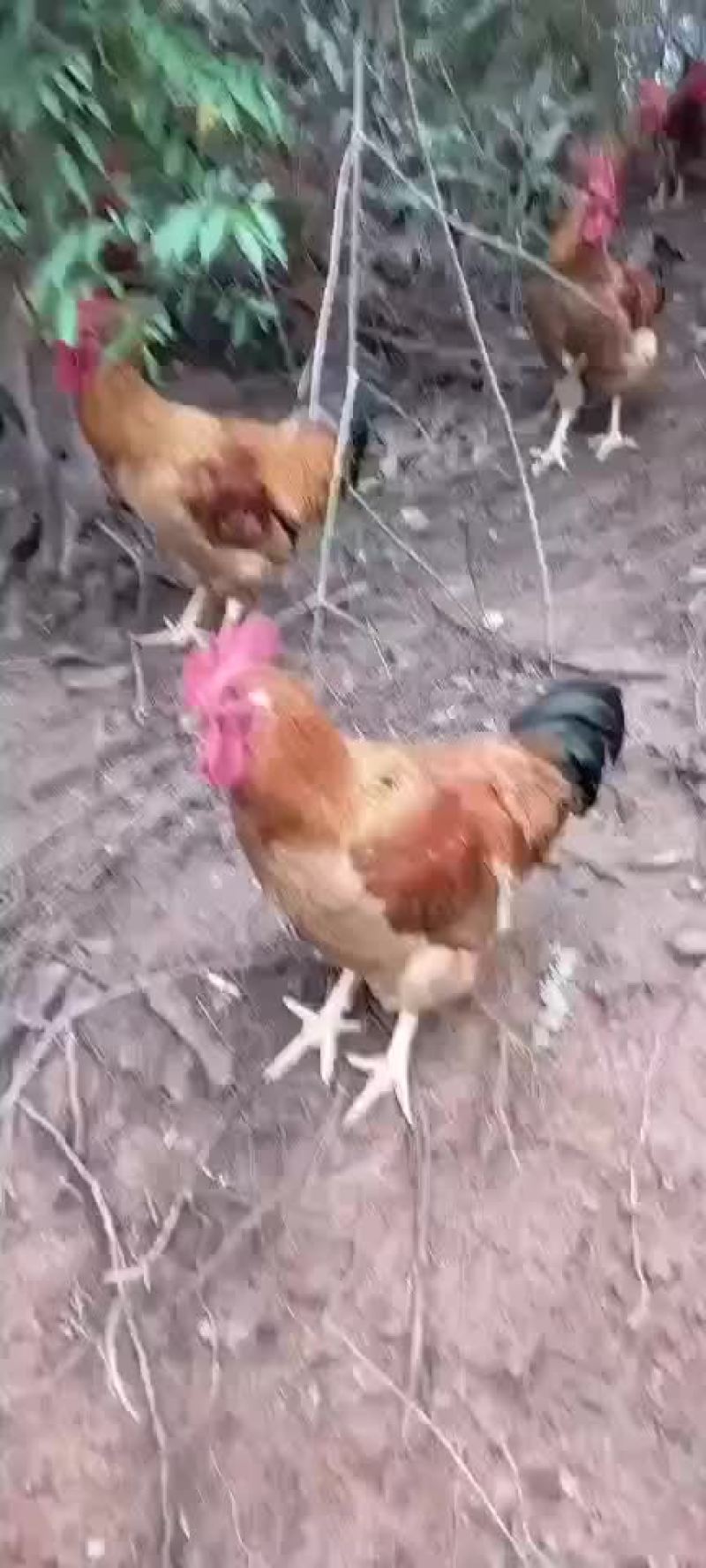 灵土鸡
