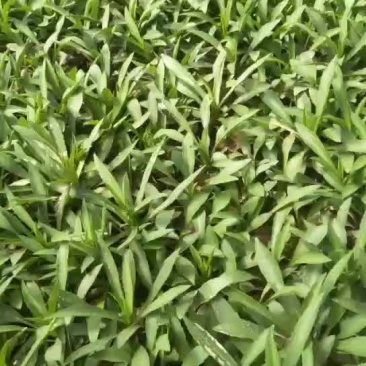 荷兰菊