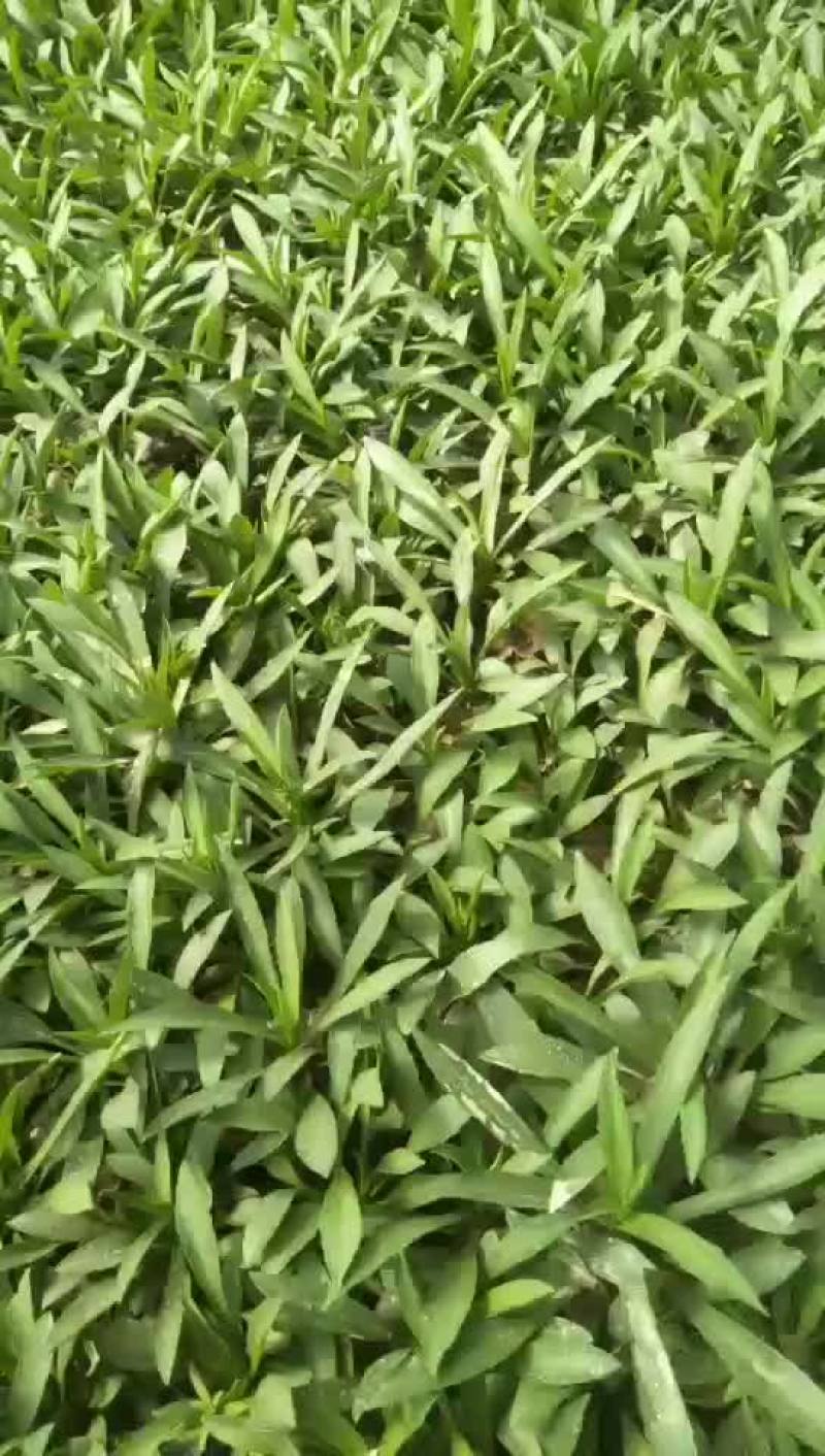 荷兰菊