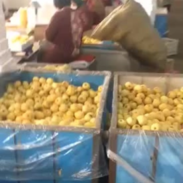 奶油富士