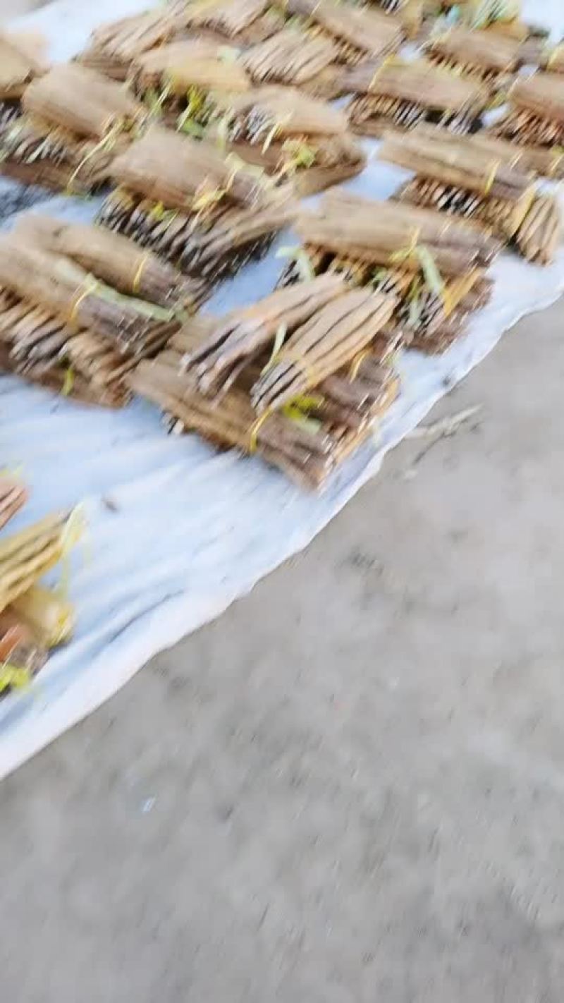 小白嘴网袋