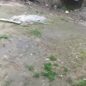 砀山梨
