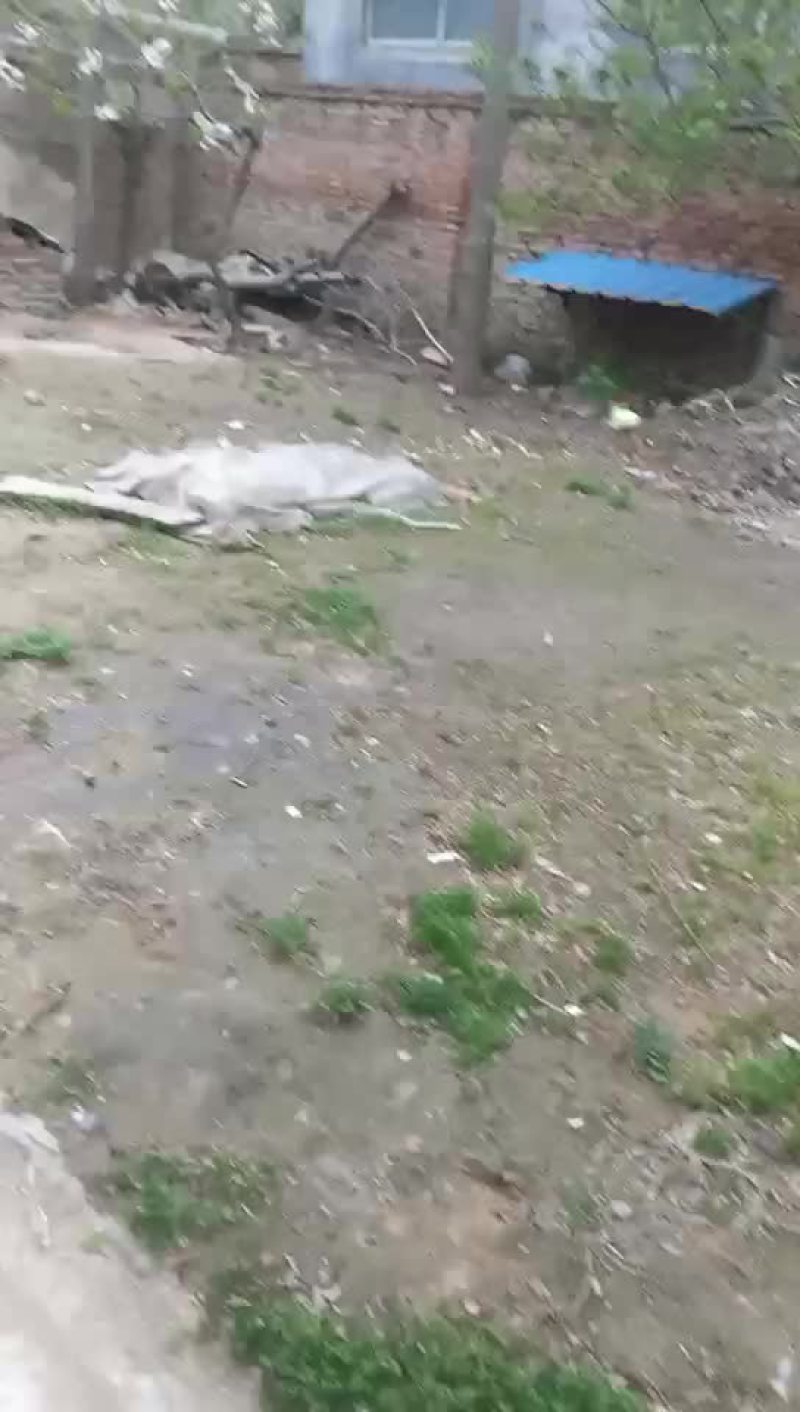 砀山梨
